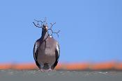 houtduif (Columba palumbus) 6-2017 1234